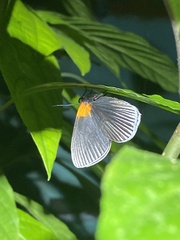 Hades noctula