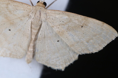 Scopula limboundata