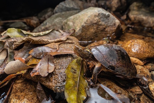 Beale's Eyed Turtle