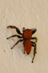 Phidippus pius