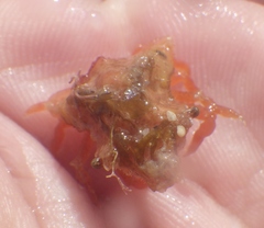 Macrocoeloma