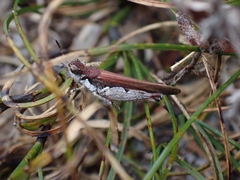 Pycnostictus seriatus