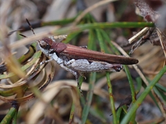 Pycnostictus seriatus