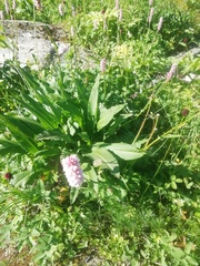 Bistorta officinalis