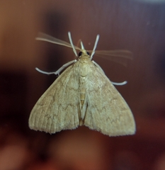 Ostrinia nubilalis