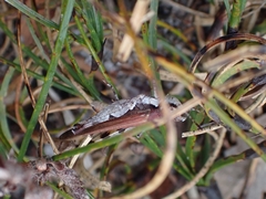 Pycnostictus seriatus