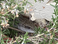 Tiliqua scincoides