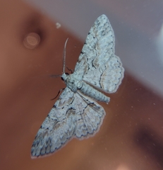 Iridopsis defectaria