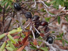 Camponotus intrepidus