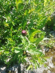 Cirsium heterophyllum