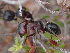 Camponotus intrepidus