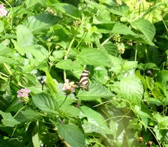 Heliconius charithonia
