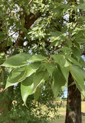 Carya texana