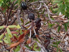 Camponotus intrepidus