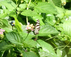 Heliconius charithonia