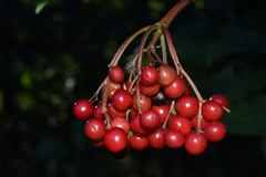 Viburnum opulus