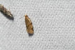 Clepsis peritana