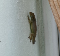 Anolis grahami