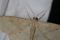 Scopula limboundata