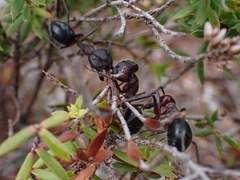 Camponotus intrepidus