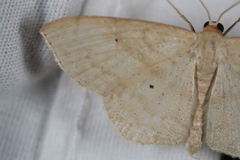 Scopula limboundata
