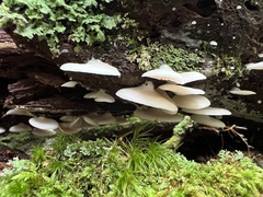 Pleurocybella porrigens