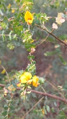 Pultenaea spinosa
