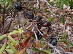 Camponotus intrepidus