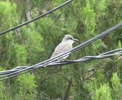 Tyrannus dominicensis