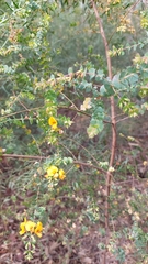 Pultenaea spinosa