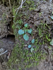 Micranthes virginiensis