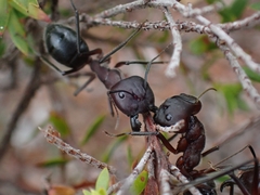 Camponotus intrepidus