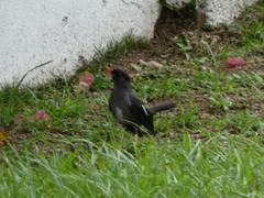 Turdus aurantius