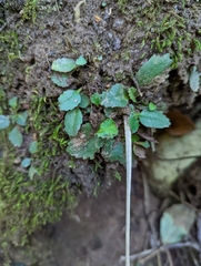 Micranthes virginiensis