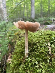 Entoloma