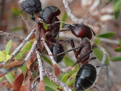 Camponotus intrepidus