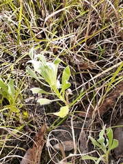 Chrysocephalum apiculatum