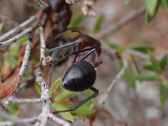 Camponotus intrepidus