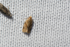 Clepsis peritana