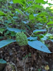 Hydrangea arborescens