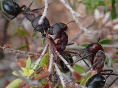 Camponotus intrepidus
