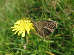 Aphantopus hyperantus