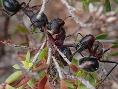 Camponotus intrepidus