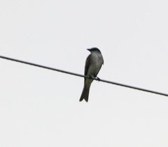 Tyrannus dominicensis