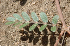 Kallstroemia californica