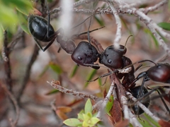 Camponotus intrepidus