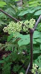 Aralia