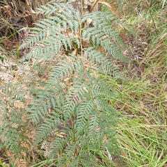 Pteridium esculentum