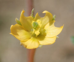 Kallstroemia californica