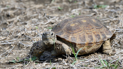 Gopherus berlandieri